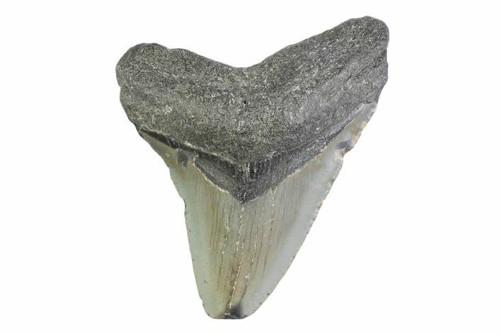 Fossil Megalodon Tooth - North Carolina #373164